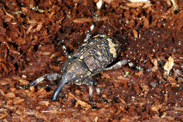 Pissodes piceae - Copyright Denis Bourgeois